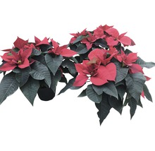 Zwei Weihnachtssterne im Topf