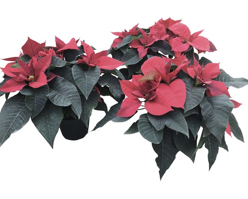 Weihnachtsstern Euphorbia pulcherrima Ø 14 cm-Topf, farblich sortiert Zwei Weihnachtssterne im Topf