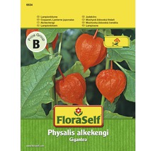 Zier Physalis Lampionblume 'Gigantea' FloraSelf samenfestes Saatgut Blumensamen