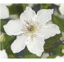 Nahaufnahme einer weißen Waldrebe im Garten