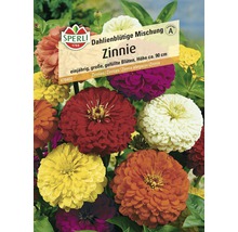 Samenpackung Zinnien Dahlienblütige Mischung, einjährig, Höhe circa 90 Zentimeter