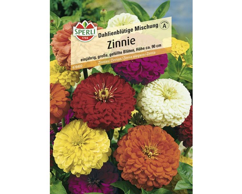 Zinnie 'Dahlienblütige Mischung' Blumensamen