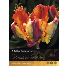 Packung mit fuenf Tulipa Rasta Parrot Zwiebeln