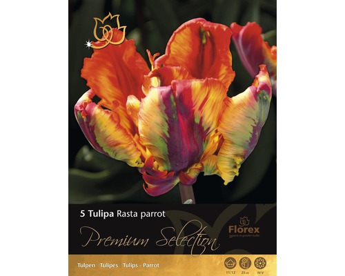 Blumenzwiebel Premium Tulpe Papagei 'Rasta Parrot' 5 Stk.