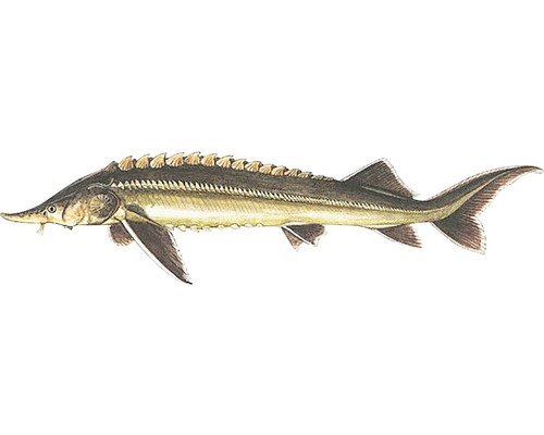 Abbildung eines Störs