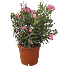 Oleander im Topf mit rosafarbenen Blüten und grünen Blättern