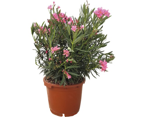 Oleander im Topf mit rosafarbenen Blüten und grünen Blättern