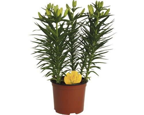 Lilie im Topf mit Blütenknospen und Blättern