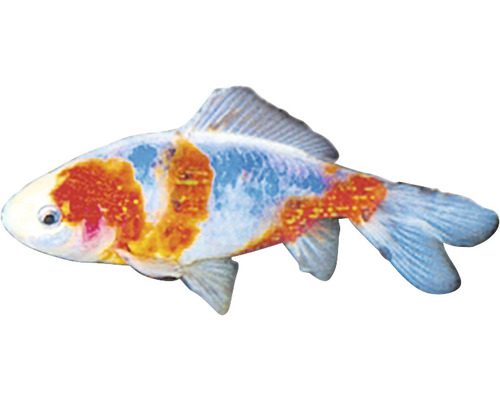 Koi Zierfisch