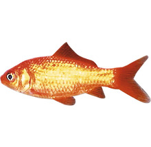 Goldfisch