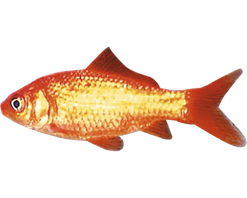 Goldfisch