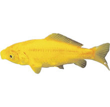 Gelber Shubunkin Zierfisch