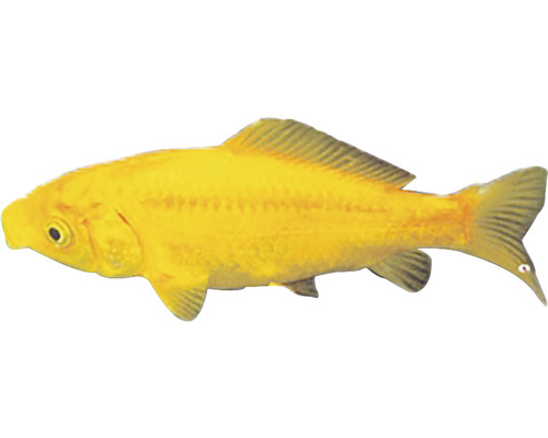 Gelber Shubunkin Zierfisch