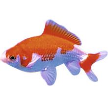 Goldfisch für Aquarien