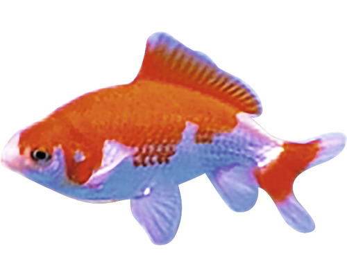 Goldfisch für Aquarien