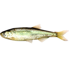 Moderlieschen-Fisch für den Gartenteich