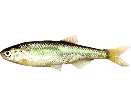Moderlieschen-Fisch für den Gartenteich
