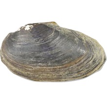 Flussmuschel
