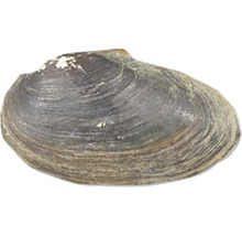 Muschelschale