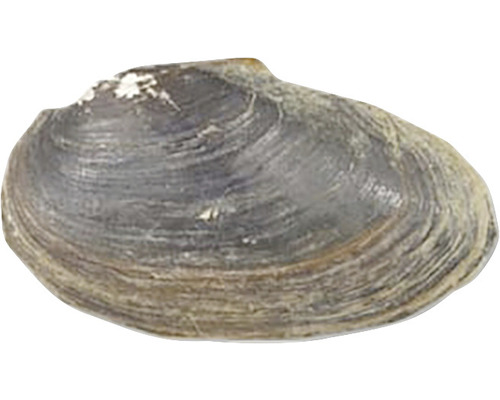 Muschelschale