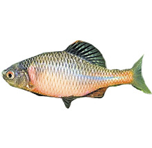 Bitterling Fisch für Aquarien