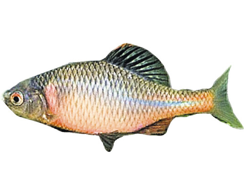 Bitterling Fisch für Aquarien