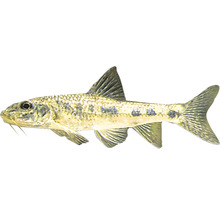 Saugbarbe für Aquarien