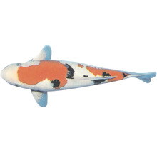 Koi-Karpfen von oben