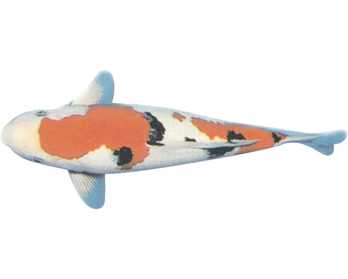 Koi-Karpfen von oben