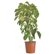 Kiwi Pflanze im Topf