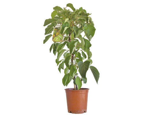 Kiwi Pflanze im Topf