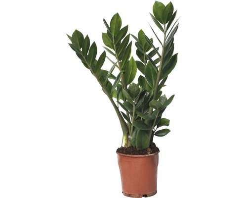 Glücksfeder FloraSelf Zamioculcas zamiifolia H 45-55 cm Ø 13 cm Topf