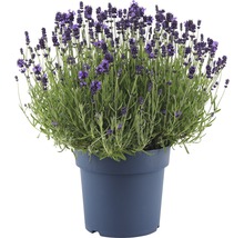 Lavendel im Topf
