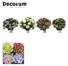 Verschiedene Hortensien im Topf