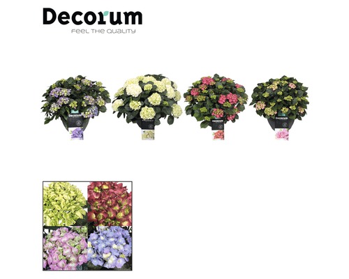 Verschiedene Hortensien im Topf