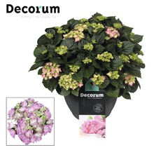 Dekorative rosa Hortensie in einem Topf