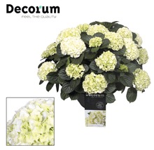 Hortensienpflanze mit Blüten