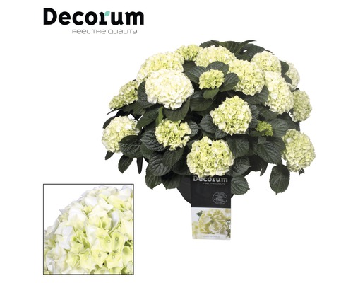 Hortensienpflanze mit Blüten