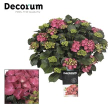 Hortensie mit rosa Blüten im Topf