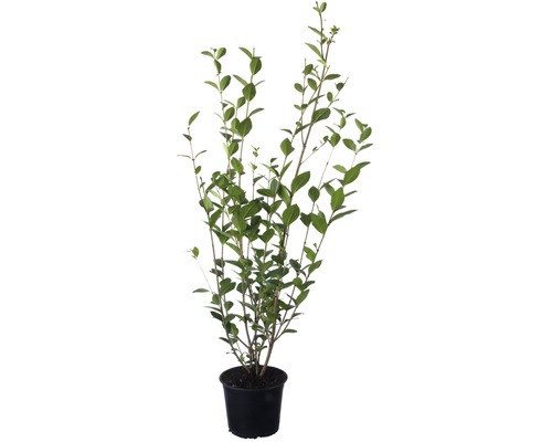 Heckenpflanze FloraSelf Liguster Ligustrum ovalifolium H 60-80 cm im 2,5 Liter Topf ab 40 Stück auf Palette