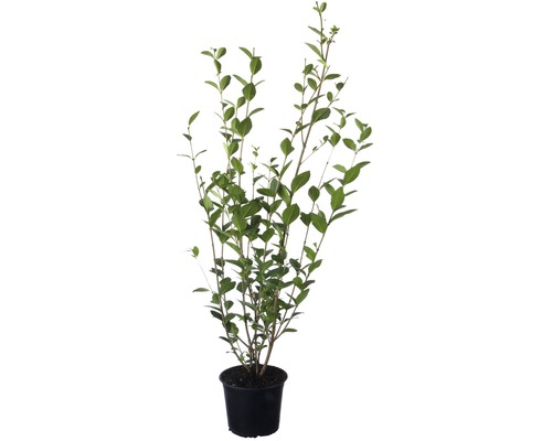 Heckenpflanze FloraSelf Liguster Ligustrum ovalifolium H 60-80 cm im 2,5 Liter Topf