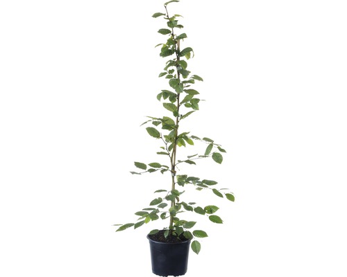 Heckenpflanze FloraSelf Hainbuche Carpinus betulus H 80-100 cm im 2,5 Liter Topf ab 40 Stück auf Palette