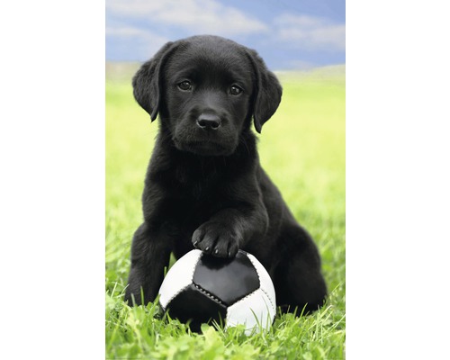 Poster Dog Labrador football 61x91,5 cm
