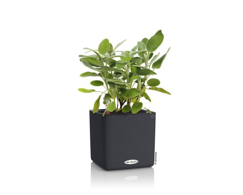 Salbei in einem dunklen, quadratischen Pflanzgefäß.