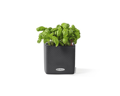 Basilikum in einem quadratischen Pflanzgefäß