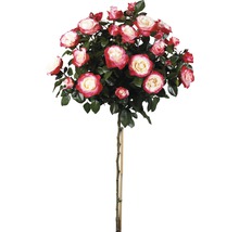 Rosenstämmchen mit rot-weißen Blüten für den Garten