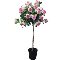 Rosenhochstamm im Topf mit rosa-weißen Blüten