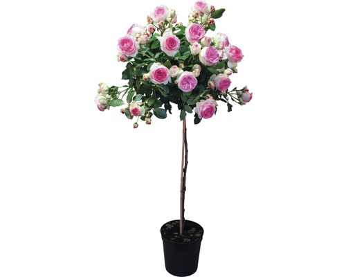Rosenhochstamm im Topf mit rosa-weißen Blüten