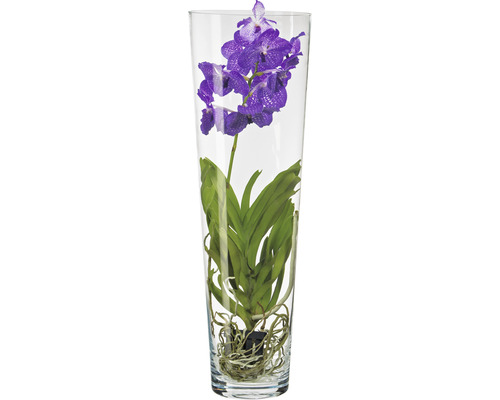 Blaue Orchidee in einem Glasgefäß