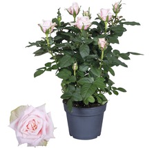 Zimmerrose FloraSelf Rosa Hybride 'Catalina' H 30-40 cm Ø 13 cm Topf hellrosa-thumb-0